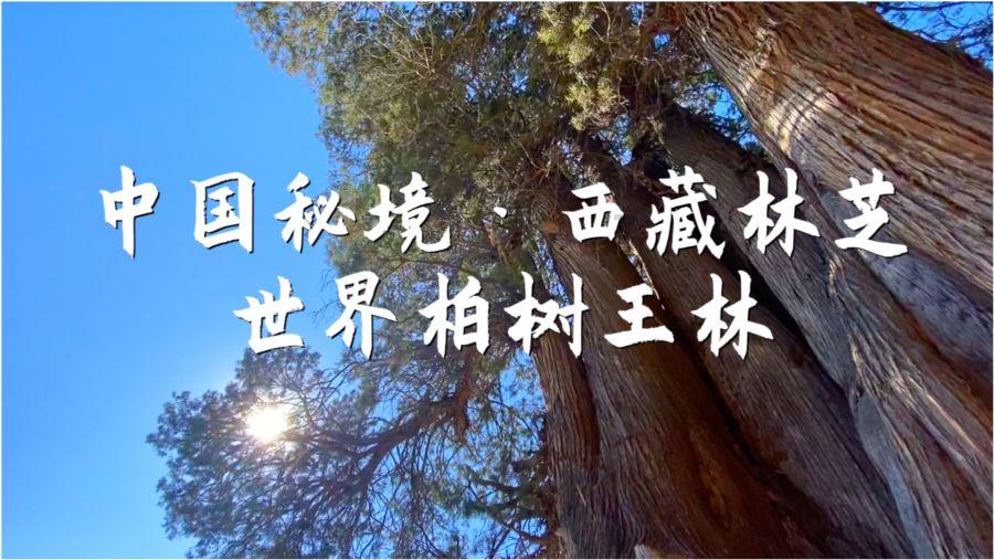 用途广泛的西班牙海牙认证